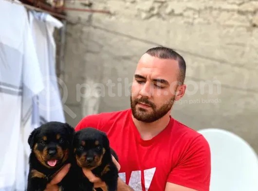 35 Günlük A Kalite Rotveiller Yavruları görsel