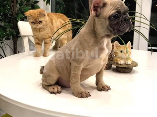 A Class Scr Exoti̇c French Bulldog Irk Garanti̇li̇