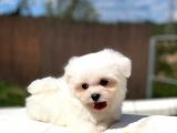 Maltese Terri̇er Yavrulari