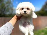 Maltese Terri̇er Yavrulari
