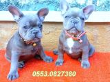 Mükemmel Anatomi̇ye Sahi̇p Blue Quad French Bulldog Yavrular İzmi̇r