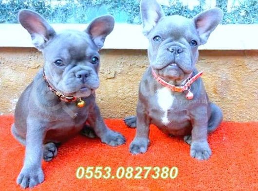 Mükemmel Anatomi̇ye Sahi̇p Blue Quad French Bulldog Yavrular İzmi̇r görsel