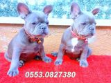 Mükemmel Anatomi̇ye Sahi̇p Blue Quad French Bulldog Yavrular İzmi̇r
