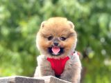 Safkan Pomeranian Boo Yavrular