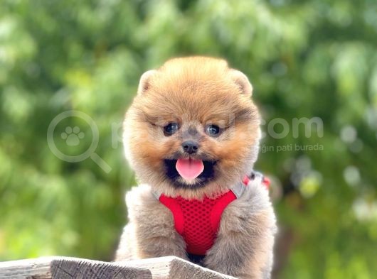 Safkan Pomeranian Boo Yavrular görsel