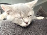 3 Aylık Pasaportlu Çipli Bobby
