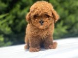 Red Toy Poodle Oyuncak Bebekler