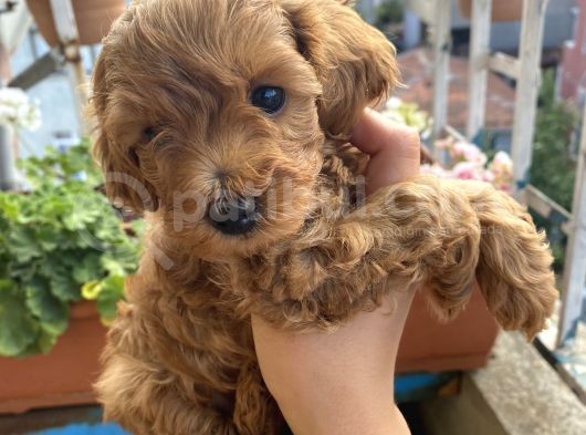 Maltipoo görsel