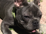 A Class Scr Exoti̇c French Bulldog Irk Garanti̇li̇