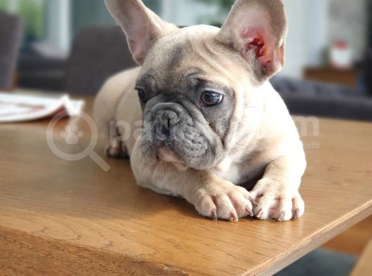 A Class Scr Exoti̇c French Bulldog Irk Garanti̇li̇ görsel