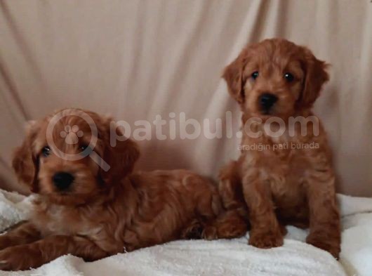 Poodle Ayarinda görsel