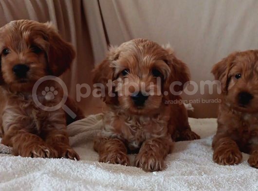 Poodle Ayarinda görsel