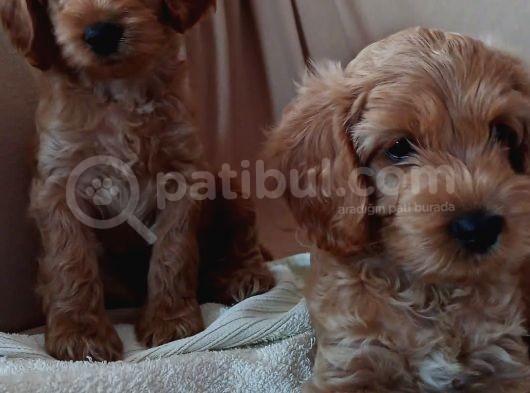 Poodle Ayarinda görsel