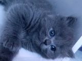 45 Günlük Yavru Orjinal British Shorthair Acil