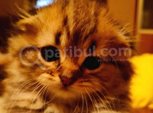 Scottish Fold Longhair Tabby Pamuk Yavrular