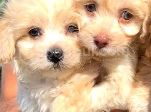 Maltipoo Mini Boy Dişi Erkek Yavrularımız