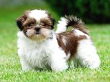 A Kali̇te Shi̇h Tzu Yavrularimiz