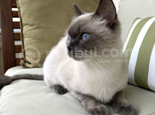 1.5 Yaşında Bluepoint Dişi Kedi  (Kısırlaştırıldı)