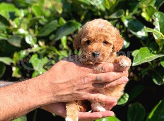 Maltipoo Mini Boy Red Dişi Yavrumuz görsel