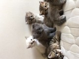 Sevimli Bebeklerimiz Yeni Ailelerini Arıyor