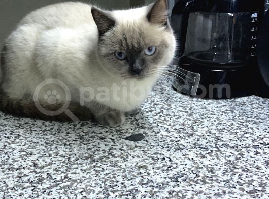 1.5 Yaşında Bluepoint Dişi Kedi  (Kısırlaştırıldı) görsel
