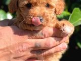Maltipoo Mini Boy Red Dişi Yavrumuz