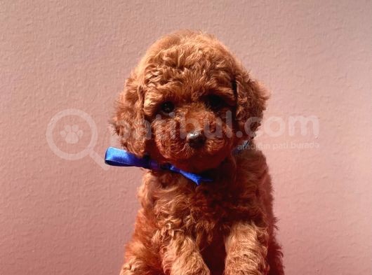 Safkan Toy Poodle Yavrular görsel