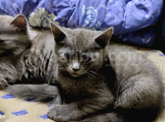 British Short Hair Afyon Merkez görsel