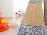 2 Aylık Scottish Fold Yavrularımız Yuva Arıyor