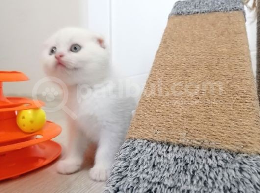2 Aylık Scottish Fold Yavrularımız Yuva Arıyor