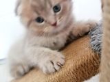 2 Aylık Scottish Fold Yavrularımız Yuva Arıyor