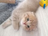 2 Aylık Scottish Fold Yavrularımız Yuva Arıyor