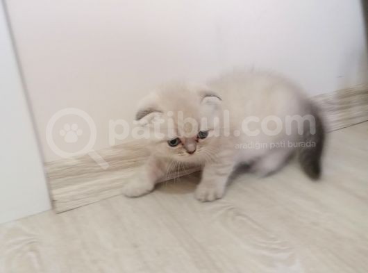 2 Aylık Scottish Fold Yavrularımız Yuva Arıyor görsel
