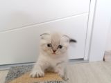 2 Aylık Scottish Fold Yavrularımız Yuva Arıyor