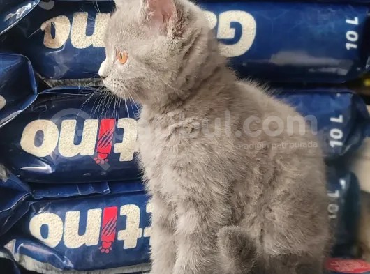 British Shorthair Yavrumuz görsel