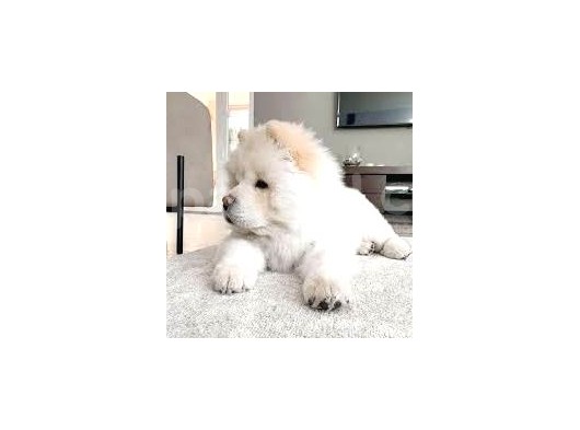 Chow Chow Yavrular Yeni Yuvasını Arıyor görsel