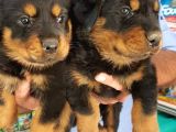 Koca Kafa Macar Rottweiler