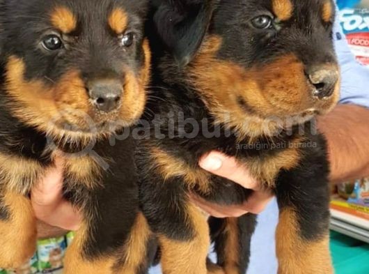 Koca Kafa Macar Rottweiler görsel