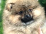 Teddy Bear Pomerian Boo Minnoşlar