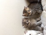 Sevimli Bebeklerimiz Yeni Ailelerini Arıyor