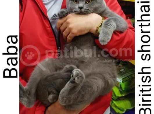 2 Adet Erkek Yavrumuz Yeni Sahibini Arıyor görsel
