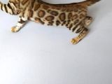 Show Class Bengal Dişi 4 Aylık