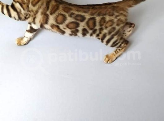 Show Class Bengal Dişi 4 Aylık görsel