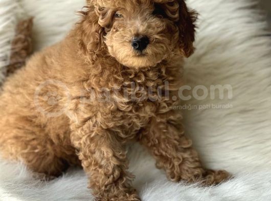 Red Toy Poodle Dişi Ve Erkek Yavrular