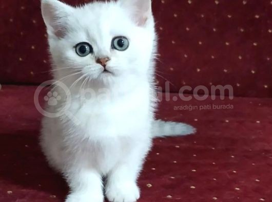 British Shorthair Yavruları