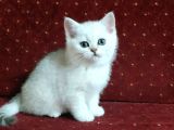 British Shorthair Yavruları