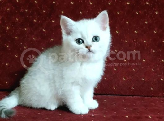 British Shorthair Yavruları görsel