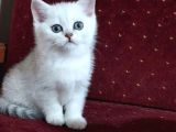 British Shorthair Yavruları