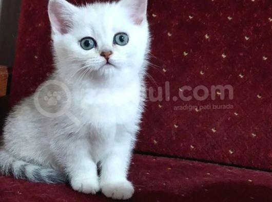 British Shorthair Yavruları görsel