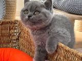 British Shorthair Yavruları